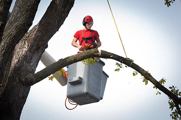 Professional Tree Care  in Colona, IL